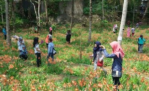 Pelajaran dari Taman Bunga Gunungkidul yang Rusak