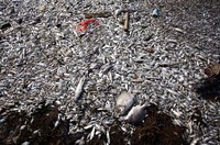     Jutaan ikan mati ini terdampar di sepanjang pantai Ancol.