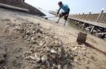 Jutaan Ikan Mati di Ancol