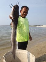 Jutaan Ikan Mati di Ancol