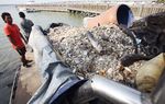 Jutaan Ikan Mati di Ancol