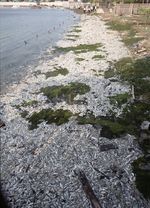 Jutaan Ikan Mati di Ancol