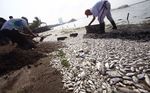 Jutaan Ikan Mati di Ancol