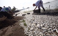     Petugas membersihkan bangkai ikan di sepanjang pantai Ancol.