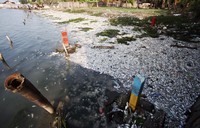     Banyaknya bangkai ikan di pantai tersebut menimbulkan bau yang sangat menyengat.