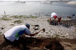 Jutaan Ikan Mati di Ancol