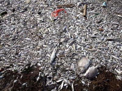 Jutaan Ikan Mati di Ancol