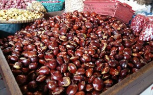 Mau Mengolah Jengkol? Perhatikan Dulu 4 Hal Penting Ini