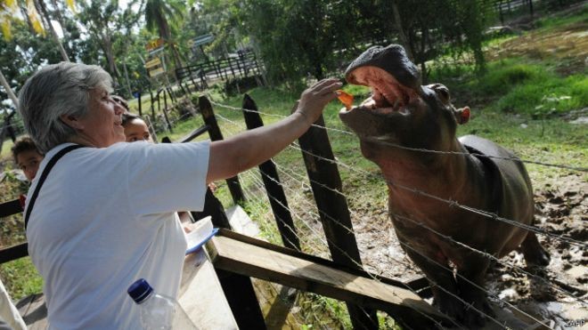 Kuda Nil Berkeliaran di Desa di Kolombia