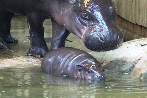 Bayi Kuda Nil Mini Dipamerkan di Kebun Binatang Inggris