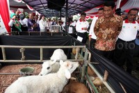 Amran juga meninjau hewan ternak.