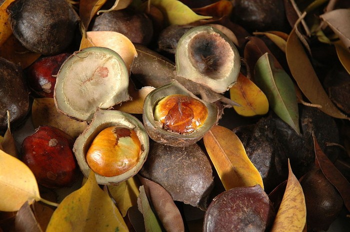 Makan Jengkol Bisa Alami Jengkolan Kenali Gejalanya