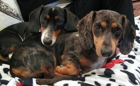 Jatuh Cinta Saat Liburan, Dua Anjing Ini Tak Terpisahkan