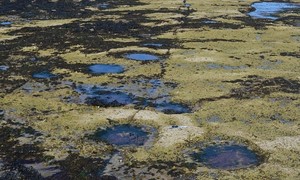 Jejak Dinosaurus Langka Ditemukan di Skotlandia
