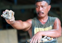 Perhari para penambang dapat menghasilkan kurang lebih 1 hingga 1,5 ons emas.
