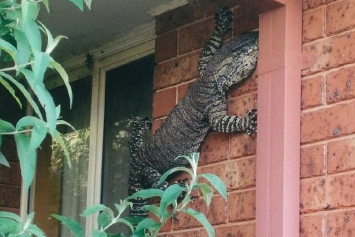 Penghuni Rumah di NSW Ini Dikejutkan Kadal Raksasa Sepanjang 1,5 Meter