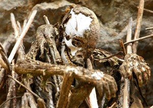 Mumi Mengerikan Ada di Papua Nugini