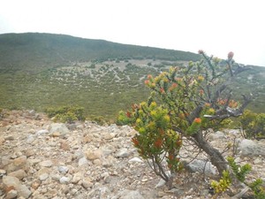 Lembah Indah di Gunung Dempo Itu Bernama Pelataran