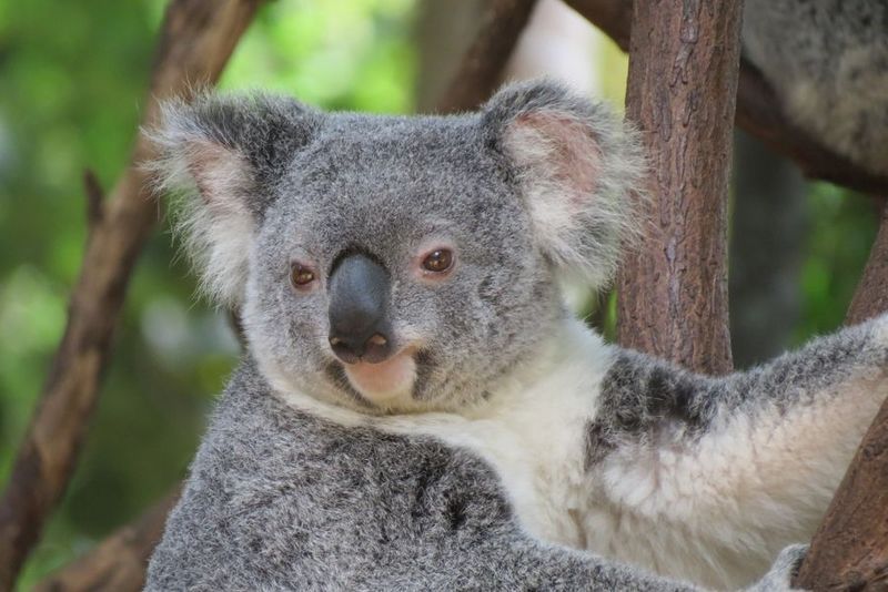 Liburan Bareng Koala Kanguru