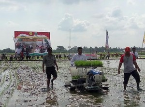 Ini Aksi Mentan Berlumpur Tanam Padi Serempak