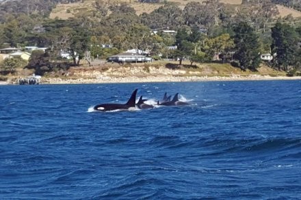 Ada Penampakan Langka Paus Pembunuh di Perairan Tasmania