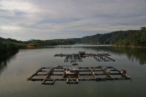 Menteri Susi Gratiskan Biaya Sertifikat Petambak Ikan