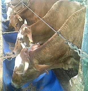 Sulitnya Swasembada Sapi, Peternaknya Belum Pintar