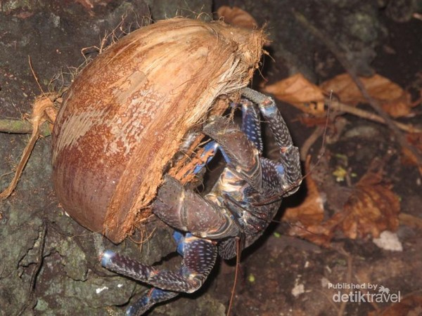 Bertemu Kepiting Kenari di Pulau Dayan, Raja Ampat