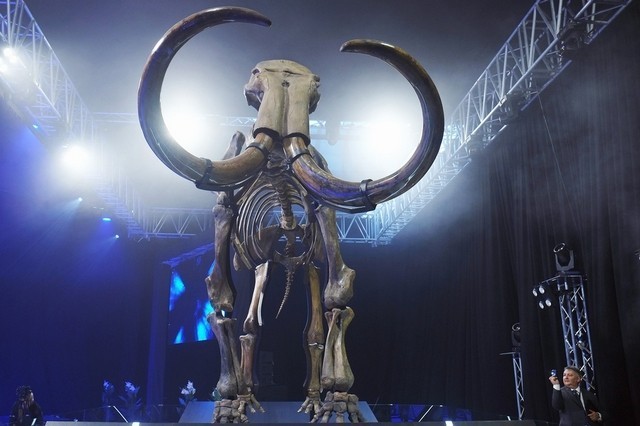 Suguhan Tak Biasa dari Mal di Abu Dhabi: Fosil Mammoth Raksasa