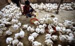 Pakan Ternak Ayam Potong Masih Impor