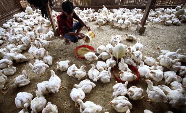 Pakan Ternak Ayam Potong Masih Impor Foto 2