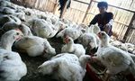 Pakan Ternak Ayam Potong Masih Impor