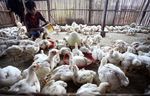Pakan Ternak Ayam Potong Masih Impor