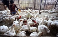 Sedangkan untuk bahan baku pakan lokal masih terkendala ketersediaan dan harga.