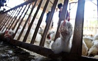 Pemberian pakan yang baik dan teratur berimbas baik pada kualitas ayam itu sendiri.