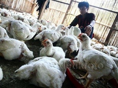 Pakan Ternak Ayam Potong Masih Impor