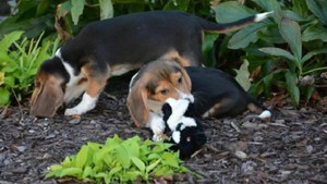 Telah Lahir, Bayi Tabung Pertama untuk Anjing
