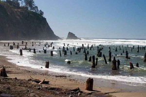 Barisan Pohon Hantu di Pantai Neskowin, AS