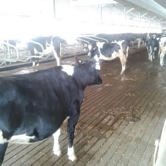 Realisasi Rendah, Impor Sapi Indukan 2015 Hanya 35% dari Target