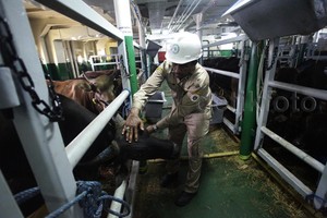 Kapal Ternak Tiba di Jakarta Cuma Terisi 70%, Ini Penjelasan Mentan