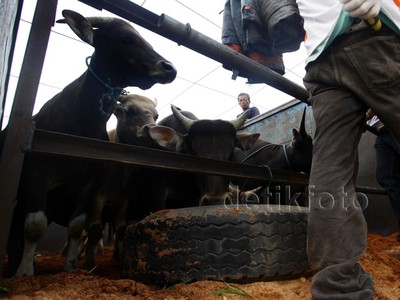 Petugas Bongkar Sapi dari Kapal Ternak