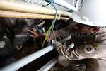 Petugas Periksa Kesehatan Sapi di Kapal Tol Laut