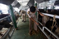 Petugas memeriksa satu persatu sapi asal NTT tersebut.