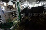 Petugas Periksa Kesehatan Sapi di Kapal Tol Laut