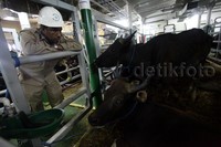 Kapal yang merupakan bagian dari konsep 'tol laut' atau angkutan kapal berjadwal yang digagas pemerintahan Presiden Jokowi itu mengangkut 353 ekor sapi.