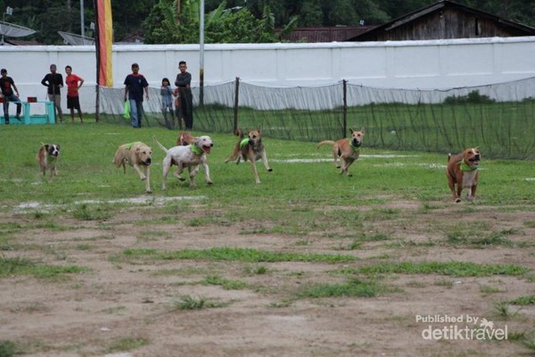 80 Gambar Babi Tulisan Jerapah Terbaik 80 Gambar Babi Tulisan Jerapah Terbaik