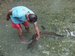 Foto-foto Belut Keramat Raksasa Maluku