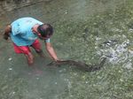 Foto-foto Belut Keramat Raksasa Maluku