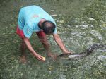 Foto-foto Belut Keramat Raksasa Maluku