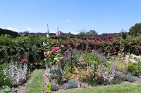 Aneka bunga cantik warni-warni di Kebun Coombe Yarra Valley, Melbourne, Australia. Tidak sedikit wisatawan yang datang untuk melihat kecantikannya (Rita/detikTravel)